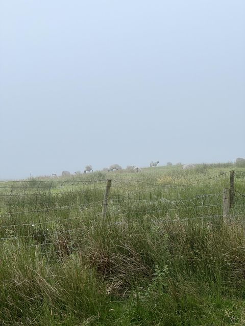 Picture of a wild grassy field with sheep and fog only 20 meters of so away.