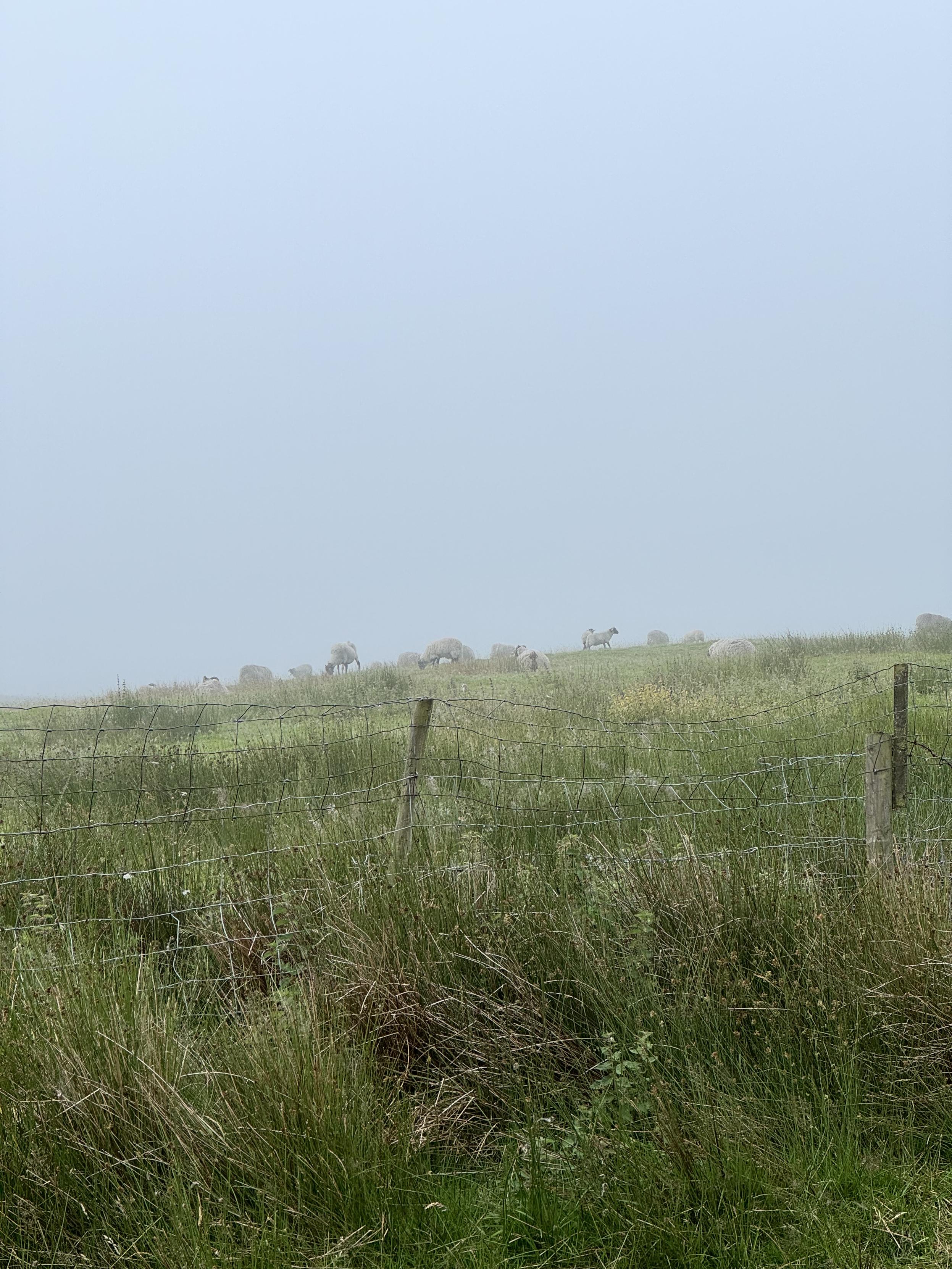 Picture of a wild grassy field with sheep and fog only 20 meters of so away.